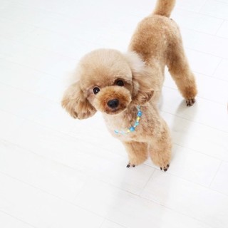 従順でお利口な性格です。