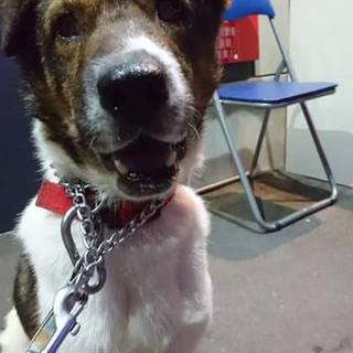 ダンディな野犬、その名もダンディくん！