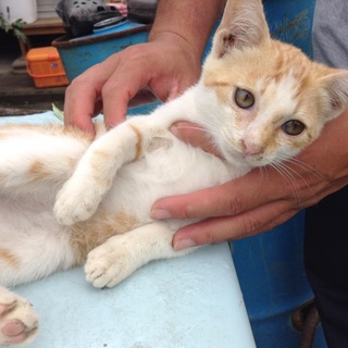 トラの猫ちゃん  男の子