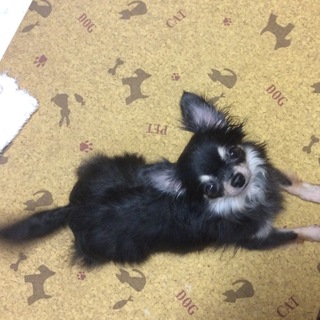 チワワ   ルキアちゃん