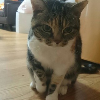 人懐っこくて、お留守番上手です！