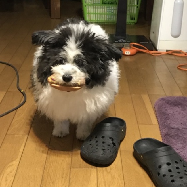 茶真目のカバー写真