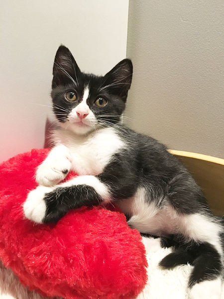 可愛いハチワレ子猫 あこ 東京都 猫の里親募集 ペットのおうち 月間利用者150万人