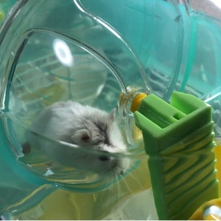 ハムスター１匹の里親募集します