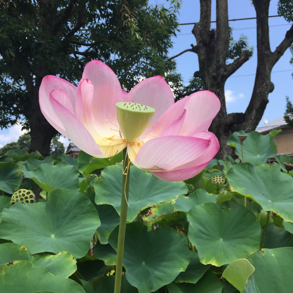 MOJO（モジョ）のカバー写真