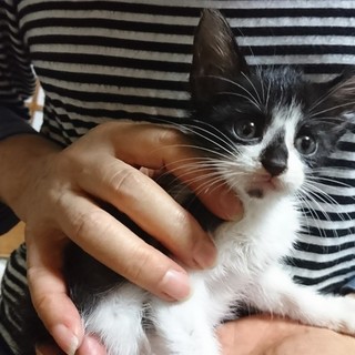 可愛い子猫の里親様を募集してます