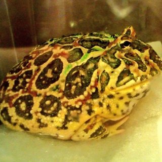 【募集締め切り致しました】ベルツノガエル