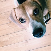 福