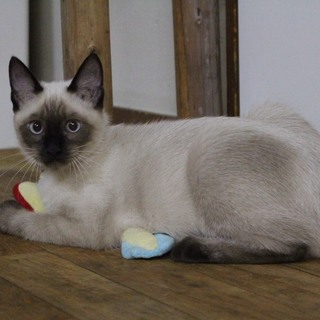 シャム柄、５ヶ月の男の子。熊本から来ました！