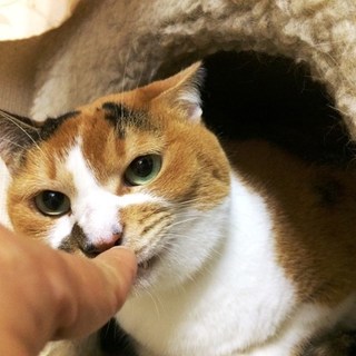 慣れたら甘えん坊♪ダージリンです☆彡