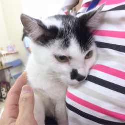 猫の譲渡会　名古屋市港区 サムネイル3