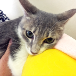 猫の譲渡会　名古屋市港区 サムネイル2