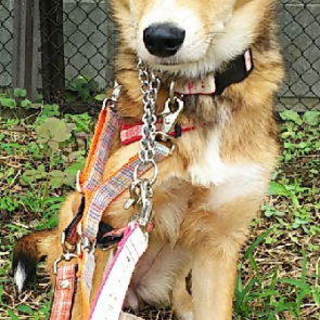 クリクリお目目が可愛い女の子、小花(おはな)です