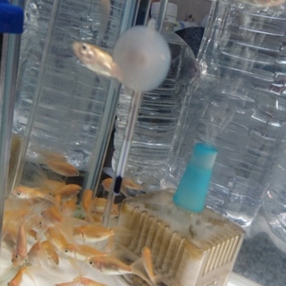 金魚の赤ちゃん