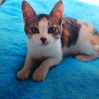 とっても美人な三毛猫ちゃん　推定4ヶ月位