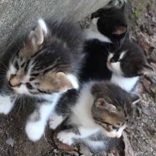 里親さん募集！かわいい子猫達！
