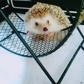 2015年10月生まれ ハリネズミ 男の子 
