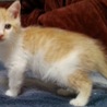 子猫三姉妹の里親探し
