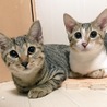 おっとりな超美猫。5ヶ月 サムネイル5