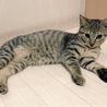 おっとりな超美猫。5ヶ月 サムネイル4