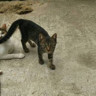 キジトラちゃん男の子