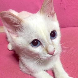 ＊子猫里親会＊一時預かりボランティアさん募集説明会