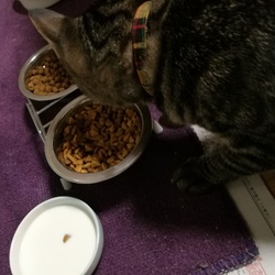 「こみごはん」サムネイル2