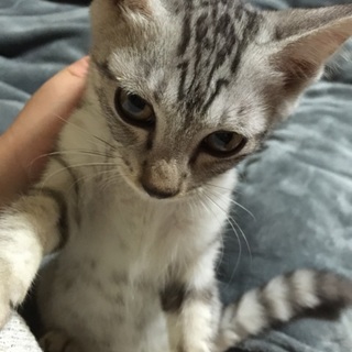 人懐こい甘えん坊なキジトラちゃん