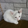 人馴れｏｋの生後2ヶ月の子猫たち♡お家に入れてね。 サムネイル2