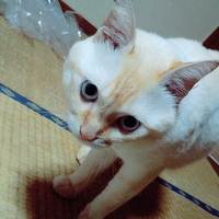 あいくん