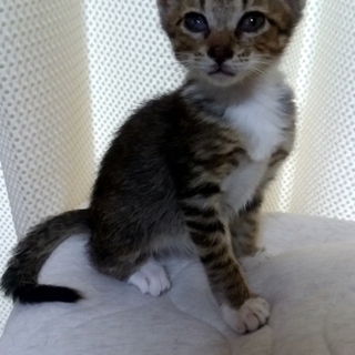 トライアル中元気娘♪もぐらちゃん♪(仮の名前)