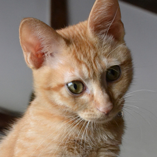 大分：去勢済、4ヶ月の男の子、ブンタです♪