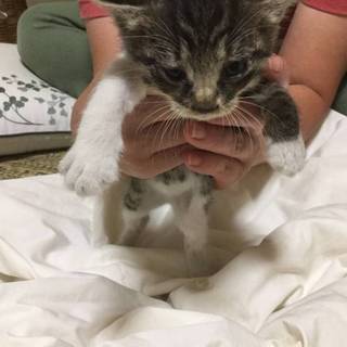 母猫とはぐれたおチビちゃん！