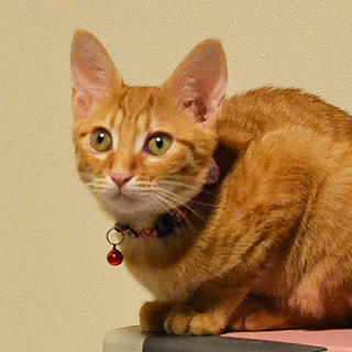 大分：避妊済、4ヶ月の女の子、カゴメです♪