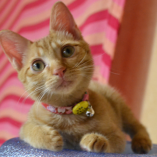 大分：避妊済、4ヶ月の女の子、ウズラです♪