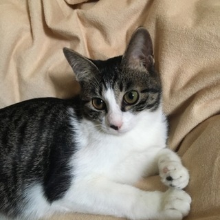美猫キジ白ちゃん♪