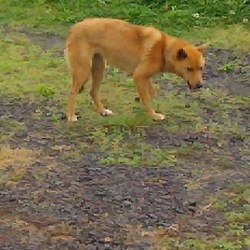 長く放浪生活だったチョコやっと・・お家に・・
