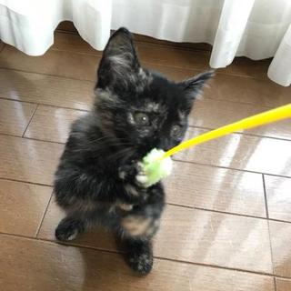 もえです　遊ぶの大好き！