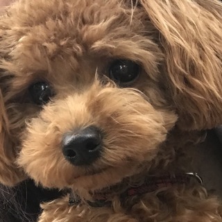 【一時停止】くりくりおめめのイケメントイプードル