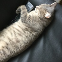 ココ