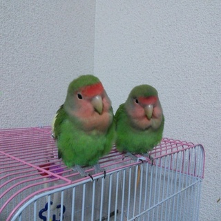 ｢里親決定｣多数のご応募ありがとうございました。