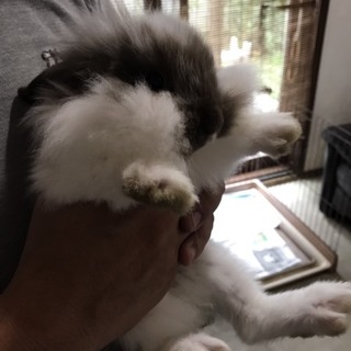 小うさぎの里親募集