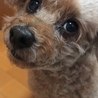 ミルキーランド