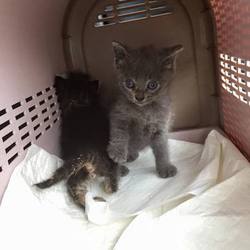 「2015年6月24日　センターより2匹引出し」サムネイル1