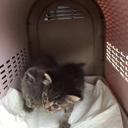 「2015年6月24日　センターより2匹引出し」サムネイル2