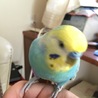 サンチェ