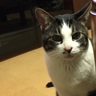 家族になってもらえませんか？