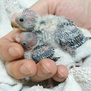 里親様決まりました有り難うございます。