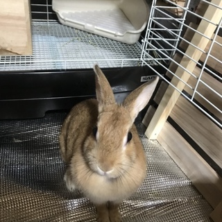 ネザーランド女の子の里親様募集