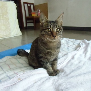 人なつこい　じゃらし大好きな男の子